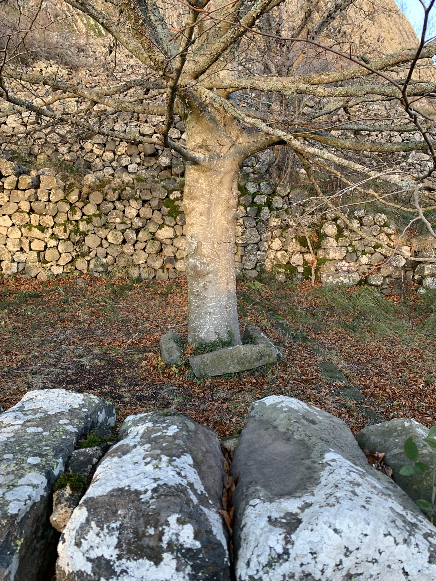 Le hêtre et ses orgues basaltiques